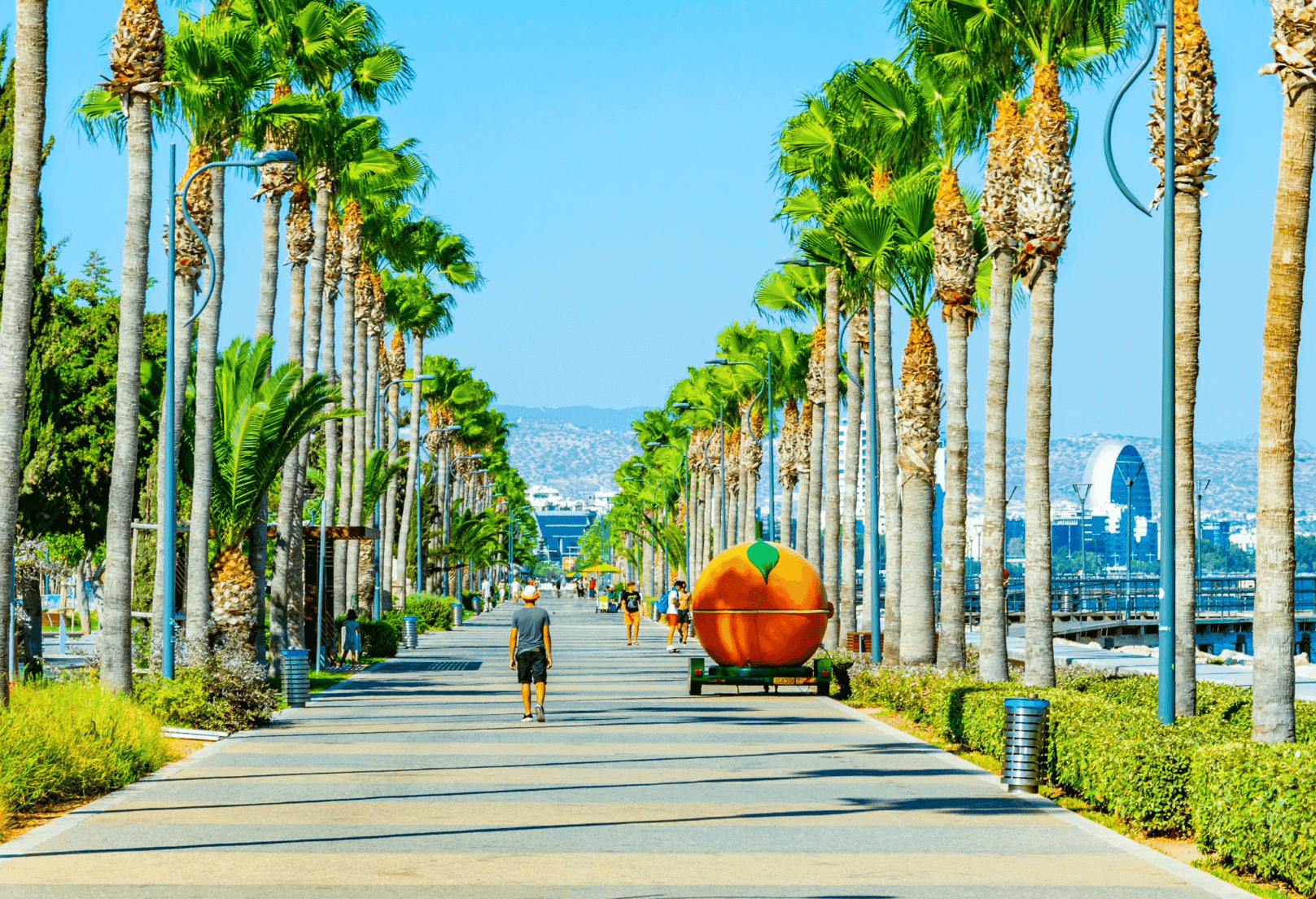 Palm trees on road side